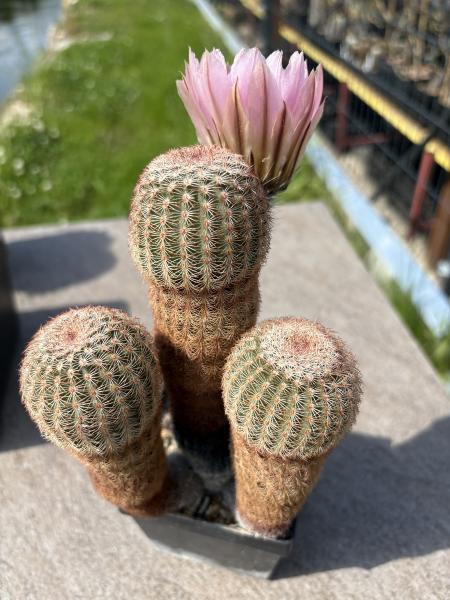 Echinocereus pectinatus
